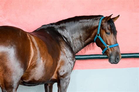 Horse Photography Horse Photography