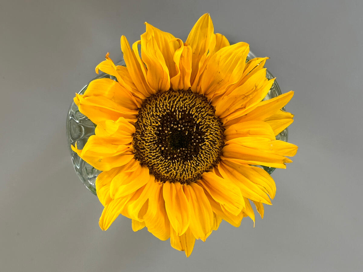 Flower Photography Flower Photography
